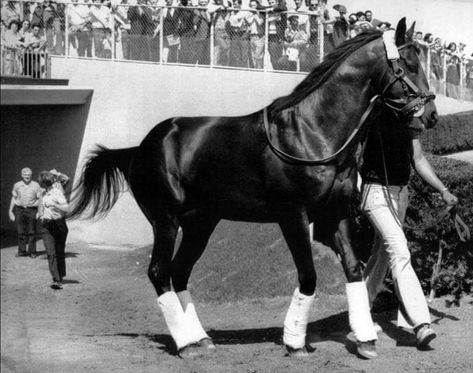 Seattle Slew Seattle Slew, Horse Conformation, Horse Riding Quotes, Pony Breeds, Triple Crown Winners, Thoroughbred Horse Racing, Sport Of Kings, Rodeo Life, Race Horses