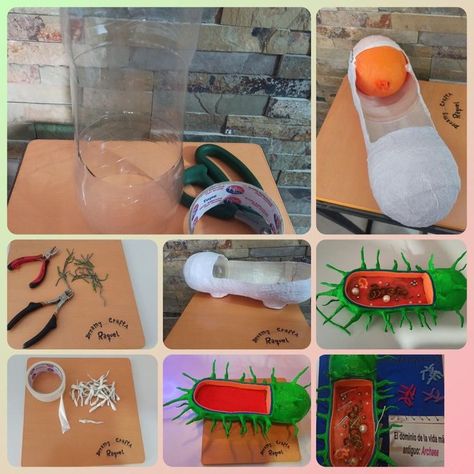 Diy Bacteria Cell Model, Bacteria Cell Model Project, Bacteria Cell Model, Bacteria Model, Atom Project, Cell Project, Klebsiella Pneumoniae, Science Cells, Presentation Ideas For School