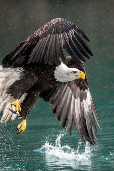 Be proud of your country and those military and their families that sacrifice so much ! @SEALofHonor Regnul Animal, Eagle Pictures, American Bald Eagle, The Eagles, Airbrush Art, An Eagle, 4k Wallpaper, Pretty Birds, Birds Of Prey