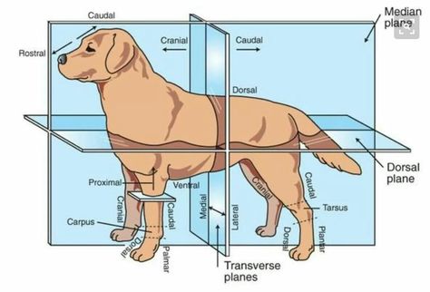 Good chart Vet School Motivation, Veterinarian Technician, Vet Tech School, Veterinary Tech, Vet Tech Student, Vet Technician, Veterinary Studies, Veterinary School, Veterinary Science