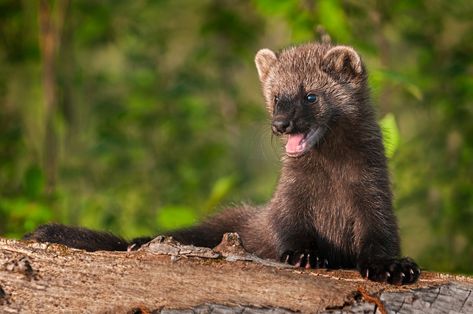 Fisher Cat Pictures, Fisher Animal, Fisher Cat, Wildlife Biologist, Cat Attack, List Of Animals, Reptiles And Amphibians, Cute Animal Photos, All About Cats