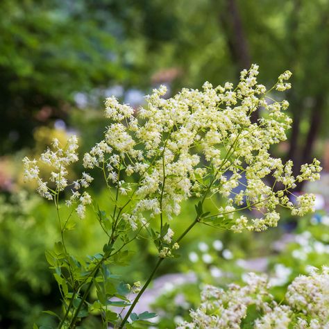 Thalictrum dasycarpum - Purple Meadow Rue - Sugar Creek Gardens Shade Loving Perennials, Meadow Rue, Wildflower Garden, Foliage Plants, Organic Matter, Plant Nursery, Types Of Plants, Shade Garden, Herb Garden