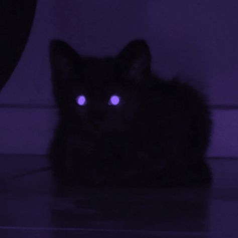 Black Cat Aesthetic, Purple Gothic, Cat Profile, Purple Animals, Purple Bird, Catty Noir, Lavender Aesthetic, Dark Purple Aesthetic, Purple Halloween