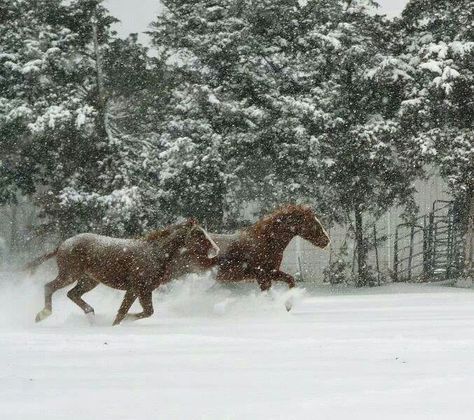 Snow Picture, Horses In Snow, Country Winter, Winter Horse, Christmas Dreaming, Horse Aesthetic, I Love Winter, Winter Love, Winter Vibes