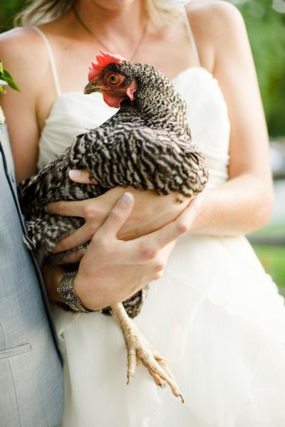 Photoshoot With Chickens, Chicken Photoshoot, Hen Photography, Watercolor Fox Tattoos, Live Chicken, Wedding Snap, Chicken Dress, Chicken Pictures, Wedding Aesthetics