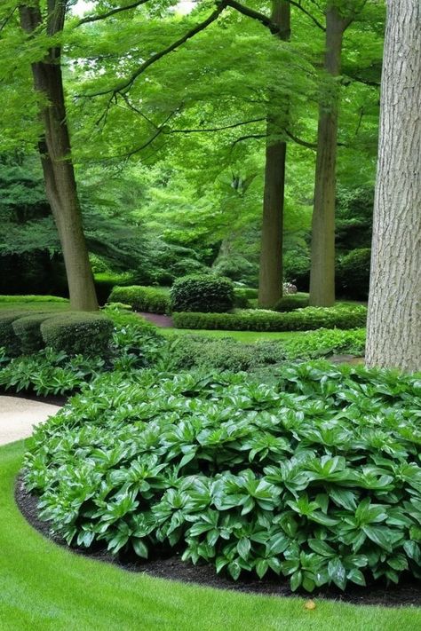 10 Ground Cover Plants For Shaded Areas Ground Cover Landscaping, Shade Ground Cover, Ground Cover Plants Shade, Plants For Shaded Areas, Monkey Grass, Evergreen Groundcover, Vinca Minor, Sweet Woodruff, Garden Floor