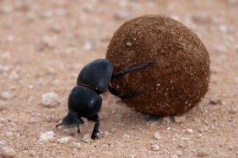 Dung Beetles Use the Milky Way to Navigate Rhino Beetle, Dung Beetle, Leopard Tortoise, Elephant Park, Rainforest Plants, Sea To Shining Sea, Animal Groups, The Milky Way, African Wildlife