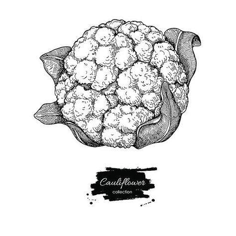 Drawing Farm, Morel Mushroom, Hand Drawn Vector Illustrations, Hand Drawn Vector, Photo Search, Food Drawing, Royalty Free Photos, Agriculture, Vector Art