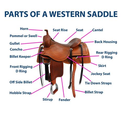 A Comprehensive Guide to the Parts of a Western Saddle | SouthwesternEquine Western Horse Saddles, Pinata Party, Types Of Horses, Horse Equipment, Diagram Design, Western Saddle, Western Horse, Science Fiction Tv, Horse Saddles