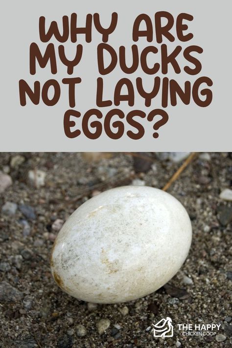 Duck Hacks, Duck Run Ideas, How To Raise Ducks For Eggs, When Do Ducks Start Laying Eggs, Best Ducks For Homestead, Duck Feeder, Ducks And Chickens Living Together, Rouen Duck, Duck Feed