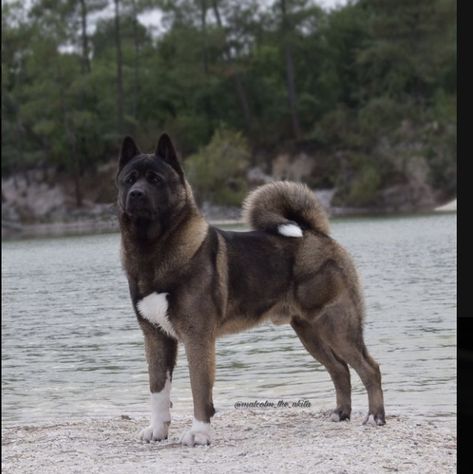 American Akita Dog, Big Dogs Breeds, Biggest Dog In The World, Biggest Dog, Wire Crate, Dog Crate Cover, Kennel Cover, Japanese Akita, Akita Puppies