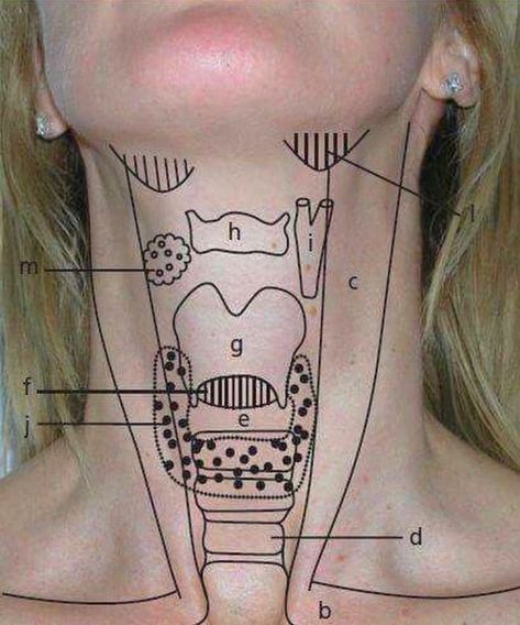 The Trachea Windpipe to the Lungs Respiratory Therapy, Medical School Studying, Medical Anatomy, Nursing Tips, Body Anatomy, Nursing Study, Nursing Notes, Nursing Education, Medical Knowledge