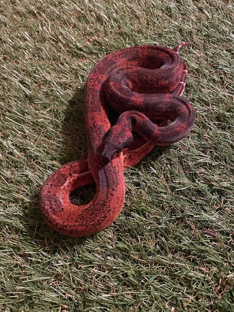 Leopard Hypo 50% Possible Het Kahl Albino Dark Red Boa Constrictor by Ohio Valley Reptiles Albino Boa Constrictor, Boa Constrictor Morphs, Pretty Snakes Beautiful, Red Snakes, Snake Pet, Baby Snakes, Cool Snakes, Pretty Snakes, Boa Constrictor