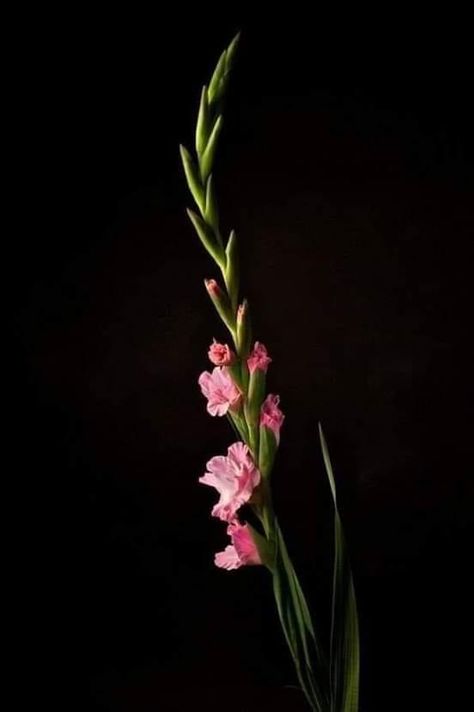 Gladiolus Flower, Foto Transfer, Lovely Flowers Wallpaper, Dark Flowers, Flower Background Wallpaper, Beautiful Rose Flowers, Photography Wallpaper, Dark Floral, Arte Floral