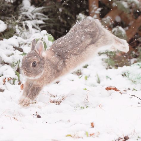 Winter Bunny Aesthetic, White Bunny Aesthetic, Rabbit Therian, Bunny In Snow, Snow Bunny Aesthetic, Hotot Rabbit, Jumping Bunny, Pretty Bunny, Snow Bunny