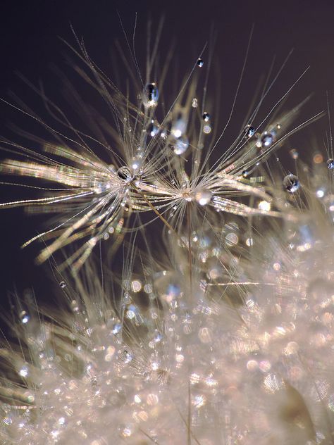 Dandelion Seeds Dewdrop Aesthetic, Aesthetic Dandelion Wallpaper, Romeo I Julia, Dandelion Astethic, Dendalions Flower Aesthetic, Dandelion Reference Photo, Aesthetic Dandelion Pictures, Dandelion Clock, Pixie Hollow