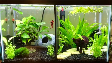 10 gallon split tank- 1 red veiltail betta and 1 dragon scale Veiltail Betta, Planted Betta Tank, Betta Breeding, Green Wall Garden, 10 Gallon Fish Tank, Aquarium Garden, Fish Ideas, Fish Tank Design, Reptile Room