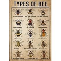 Honey Bee Knowledge, Bee Type Knowledge Tin Sign, Metal Sign Wall Art Ashy Mining Bee, Tawny Mining Bee, Wool Carder Bee, Knowledge Poster, Types Of Bees, Mason Bees, Poster Poster, Sign Wall, Writing Paper