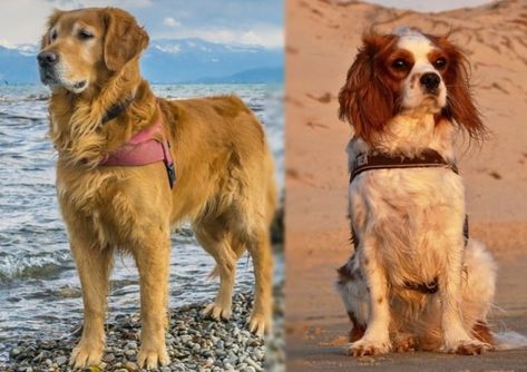 Golden Cavalier | Mixed Dog Breed Info, Pictures, Facts & Traits | Hepper Golden Cavalier, Protective Dog Breeds, Miniature Golden Retriever, Cavalier Puppy, Golden Retriever Mix, Companion Dog, Best Dog Breeds, Lap Dogs, Irish Setter