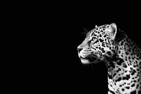 Background Homescreen, Wallpapers Macbook, Ipad Customization, Jaguar Black, Jaguar Wallpaper, Glamour Wallpaper, Ipad Design, Ipad Layout, Leopard Print Background