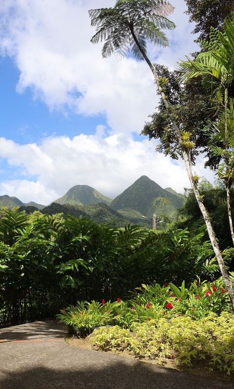 Martinique Aesthetic, Martinique Island, Aesthetic Landscapes, Tahiti Island, French West Indies, Travel Vision Board, Reunion Island, French Guiana, Cook Islands