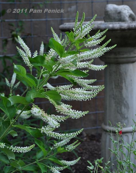 Plant This: Sweet almond verbena - Digging Almond Verbena, Backyard Flowers, Fragrant Plant, Garden Shrubs, Attracting Bees, Ground Cover Plants, Drought Tolerant Plants, Fragrant Flowers, Miniature Fairy Gardens