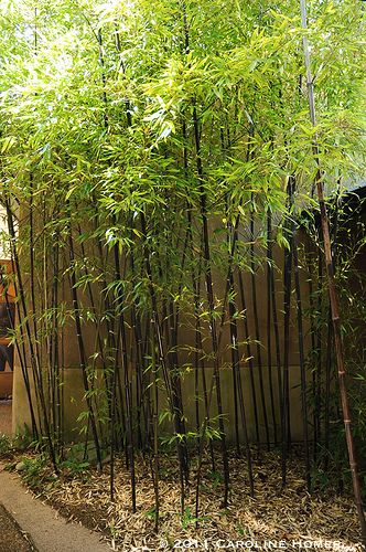 black bamboo Bamboo Landscaping, Bamboo Landscape, Growing Bamboo, Townhouse Garden, Starting A Vegetable Garden, Bamboo Garden, Garden Shrubs, Black Garden, Black Bamboo