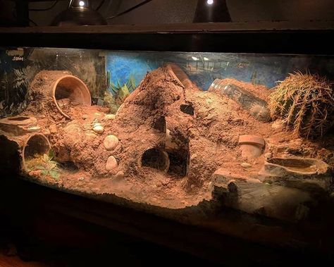 Uromastyx Lizard, Gecko Cage, Bearded Dragon Terrarium Ideas, Leopard Gecko Habitat, Leopard Gecko Tank, Lizard Habitat, Gecko Habitat, Snake Terrarium, Bearded Dragon Terrarium