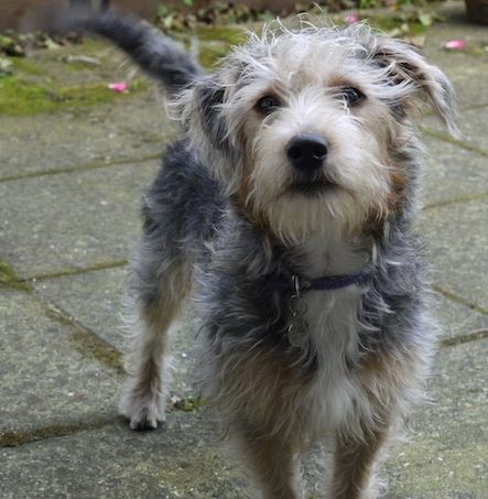 A black with tan and white Jack Tzu is standing on a sidewalk with hot pink rose peddles on the ground behind it. Scruffy Dogs, Hybrid Dogs, Shih Tzu Puppy, Border Terrier, Bull Terrier Dog, Russell Terrier, Terrier Mix, Jack Russell Terrier, Pitbull Terrier