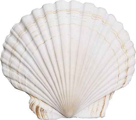 Amazon.com: QICQDRAM 3PCS Shells for Crafts 6''-7'' White Scallop Shells, for Baking Shells, Crafts DIY Painting Beaching Wedding Decoration, Beach Natural Scallop Shells Bulk : Home & Kitchen Scallop Shell Craft, Shells Crafts, Collage Creator, Beach Themed Crafts, Digital Collage Art, Collage Vintage, Diy Decor Crafts, Scallop Shells, Background Vintage