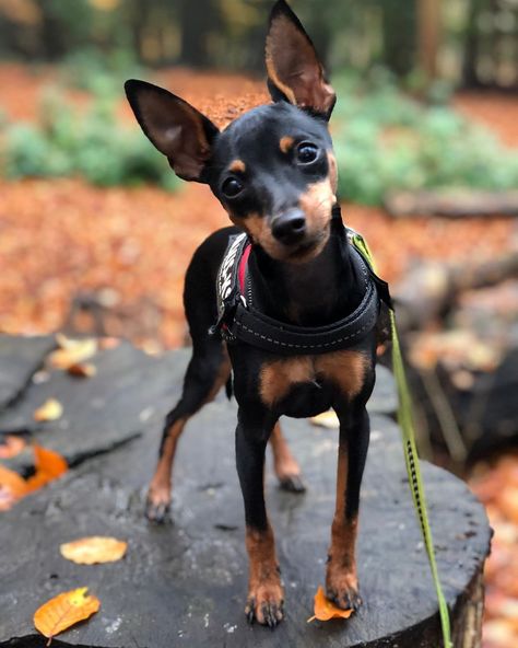 14 Interesting Facts About Miniature Pinschers | PetPress Perro Doberman Pinscher, Miniature Doberman Pinscher, Miniature Doberman, Min Pin Dogs, Pincher Dog, Mini Doberman, Miniature Pinscher Puppy, Miniature Pinscher Dog, Mini Pinscher