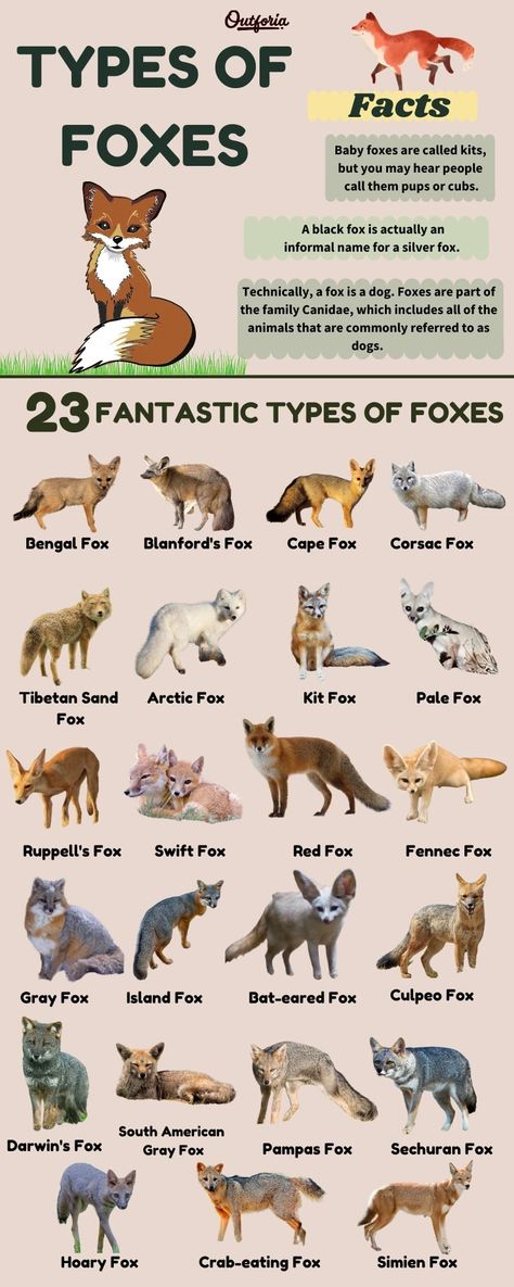 Types Of Foxes, Fox Breeds, Fox Facts, Fox Species, Bat Eared Fox, Swift Fox, Fantastic World, Desert Fox, Animal Family