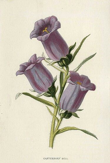 Canterbury Bells Campanula Flowers, Canterbury Bells, Semi Realistic, Antique Botanical Print, Flowers Online, Wonderful Images, Canterbury, Botanical Illustration, Photo Print