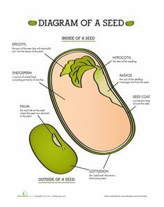 Week 1......Worksheets: Parts of a Seed Parts Of A Seed, Biology Plants, Spring Science, Ag Education, Agriculture Education, Plant Science, Science Worksheets, Science Biology, Homeschool Science