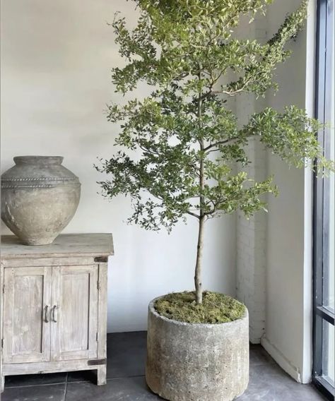 Viral Trees, Pots & Planters from Amazon Home Wabi Sabi Plants, Antique Stone Sink, Stone Sinks, Indoor Tree, Indoor Trees, Antique Stone, Interior Plants, Potted Trees, Indoor Plant Pots