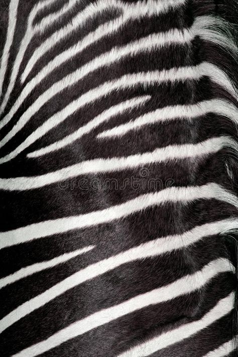 Natural Texture Drawing, Animal Fur Texture, Animals Texture, Animal Skin Texture, Iphone Wallpaper King, African Animals Photography, Animal Texture, Zebra Skin, Leaf Vector