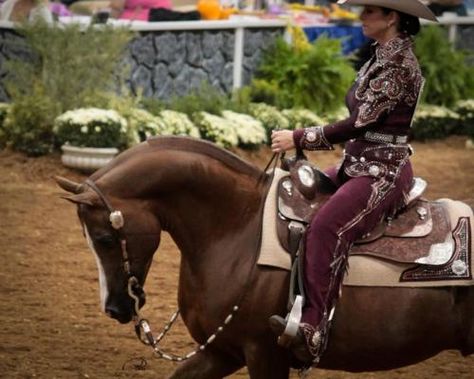 National Show Horse, Arabian Western Pleasure, Western Pleasure Riding, Olympic Horses, Horse Arabian, Pets Photography, Western Equestrian, All Breeds Of Dogs, Show Horse