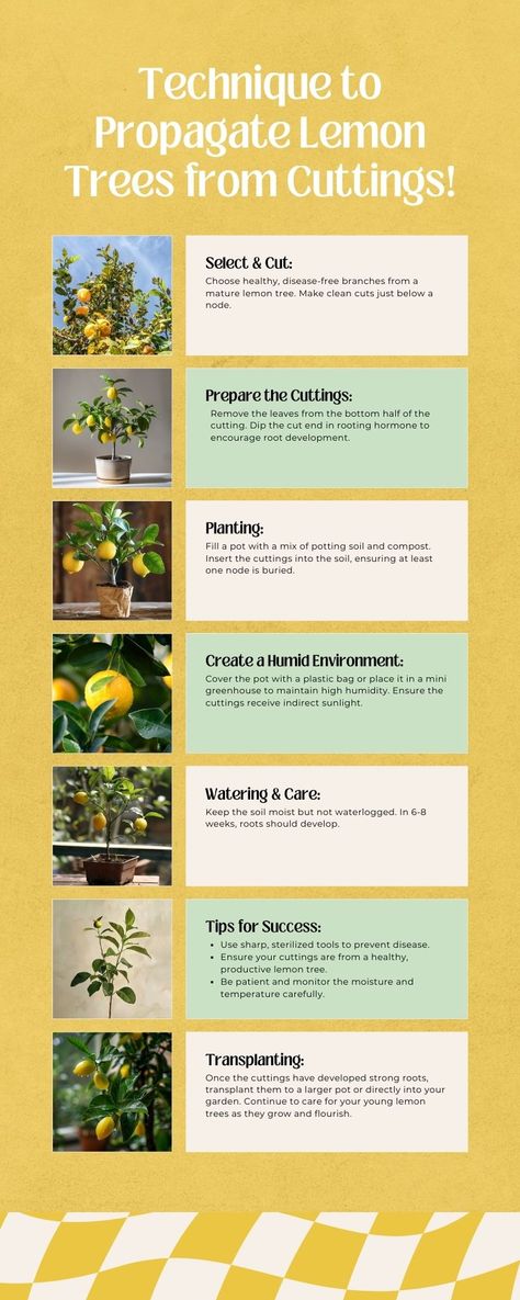 “Dreaming of a lush lemon tree right in your backyard?   Our unique technique for propagating lemon trees from cuttings is the perfect way to turn that dream into reality! Whether you're a gardening enthusiast or a beginner, this method is easy, effective, and ensures your garden flourishes with fresh, juicy lemons.   ” Growing Lemon Trees, Growing Trees, Lemon Trees, Rooting Hormone, Mini Greenhouse, Urban Gardening, Organic Gardening Tips, Lemon Tree, Growing Tree