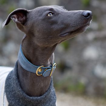 Whippet Padded Leather Collar Blue Blue Greyhound, Fancy Dogs, Blue Whippet, Racing Dogs, Cool Dog Collars, Greyhound Pictures, Whippet Collar, Dog Expressions, Cute Dog Collars