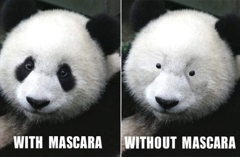 15 Incredibly Funny Panda Memes Funny Panda Pictures, New Funny Memes, Funny Pictures For Kids, Funny Memes About Girls, Girl Memes, Memes Sarcastic, Work Memes, Instagram Funny, Work Humor