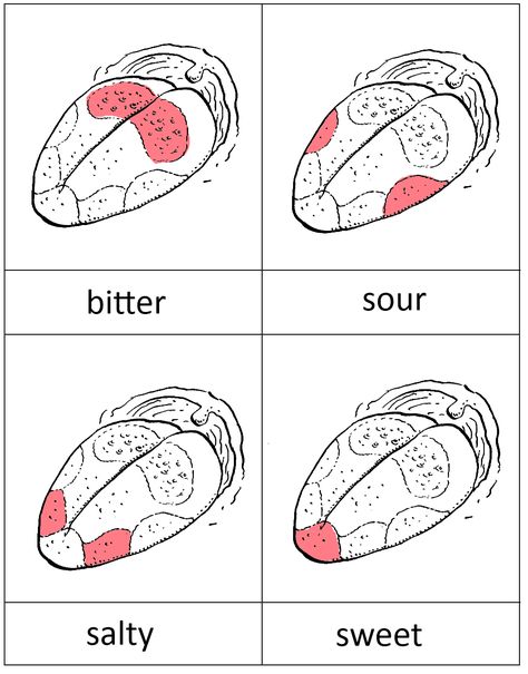 taste buds printable for Lentil Senses Preschool, Senses Activities, Human Body Unit, Human Body Systems, Human Anatomy And Physiology, Science Biology, Homeschool Science, Body Systems, Physical Science