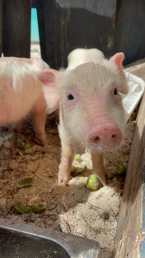 baby pig in sand on Nassau Bahamas Beach, Pig Farm, Earth Baby, Future Farms, Farm Lifestyle, Pig Farming, Nassau Bahamas, Mini Farm, Dressage Horses