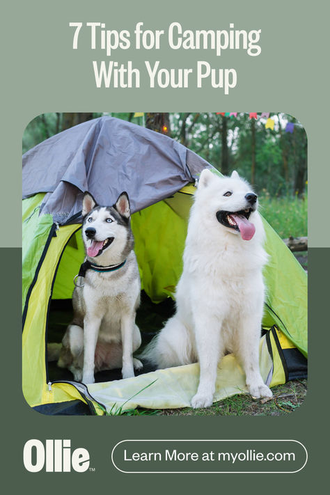 Camping With Dogs, Pet Camping, Pet Friendly Vacations, Huge Dogs, Dog Branding, Dog Projects, Camping Adventure, Tacoma Wa, Camping Fun