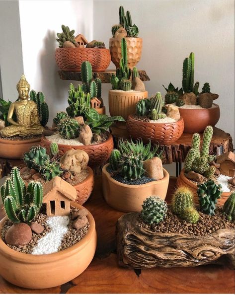 Mini Cactus Garden, Succulent Bowls, Succulent Garden Indoor, Succulent Garden Design, Succulent Garden Diy, Cactus Decor, Succulent Gardening, Have Inspiration, Succulents Indoor