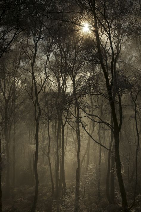 Foggy Trees, Mysterious Forest, Dark Mysterious, Walk In The Woods, Dark Forest, Pics Art, Enchanted Forest, Walking In Nature, Beautiful Tree