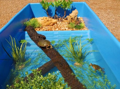 Turtle Tub, Pet Turtle Care, Turtles Pet, Water Turtles, Turtle Enclosure, Turtle Terrarium, Turtle Aquarium, Turtle Care, Turtle Homes