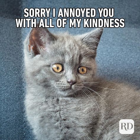 20 Kindness Memes That Spread Cheer — Funny Memes About Kindness Encouragement Meme, Kind Meme, Hedgehog Meme, Kindness People, Lady Gaga Quotes, Cheer Funny, Kindness For Kids, Funny Encouragement, Positive Memes