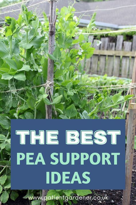 pea support ideas Pea Support Ideas, Peas Trellis, Outdoor Trellis Ideas, Pea Plants, Bean Trellis, Vegetable Trellis, Pea Trellis, Growing Peas, Trellis Netting