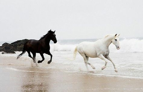 Black and white horse enjoying a run on the beach. Black And White Horses, Equestrian Wedding, Horses Running, Running On The Beach, All The Pretty Horses, White Horses, Black Horse, Pretty Horses, Horse Photography