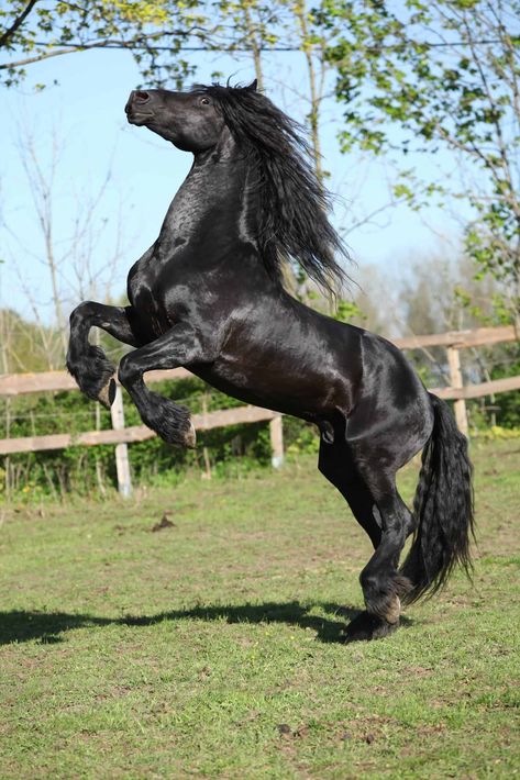 24 Friesian Horse Pictures You'll Love Friesian Horse Photography, Friesian Stallion, Stallion Horses, Horse Dressage, Black Stallion, Andalusian Horse, Black Horses, Most Beautiful Horses, Friesian Horse